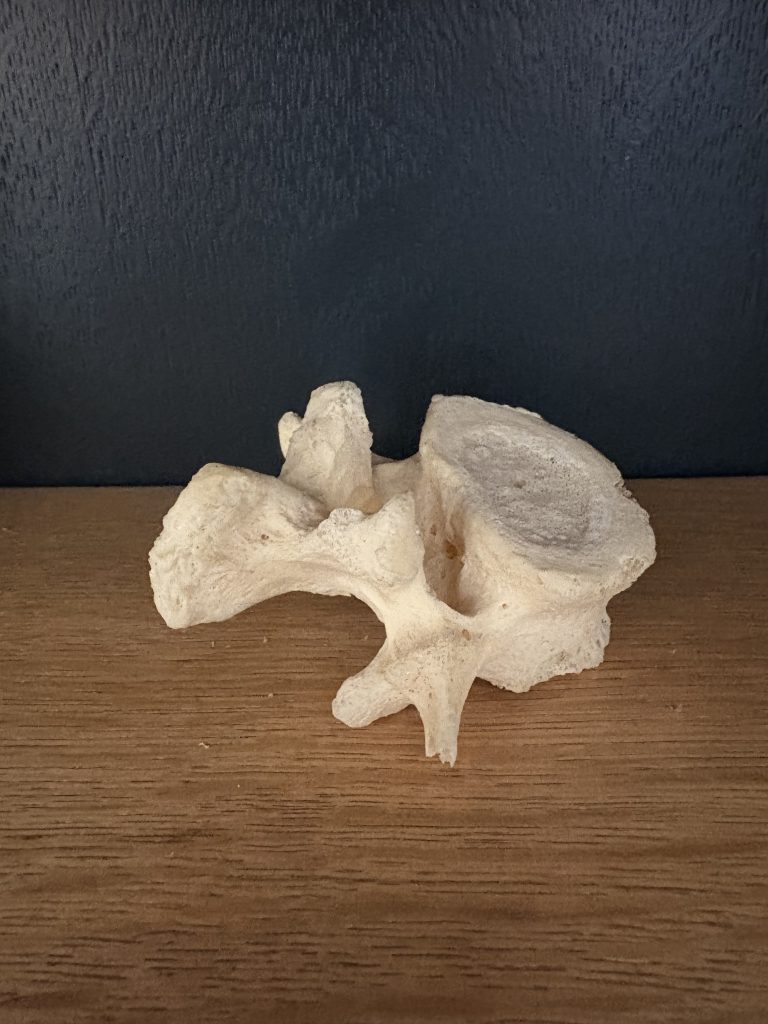 Cabinet 4 Vertebre